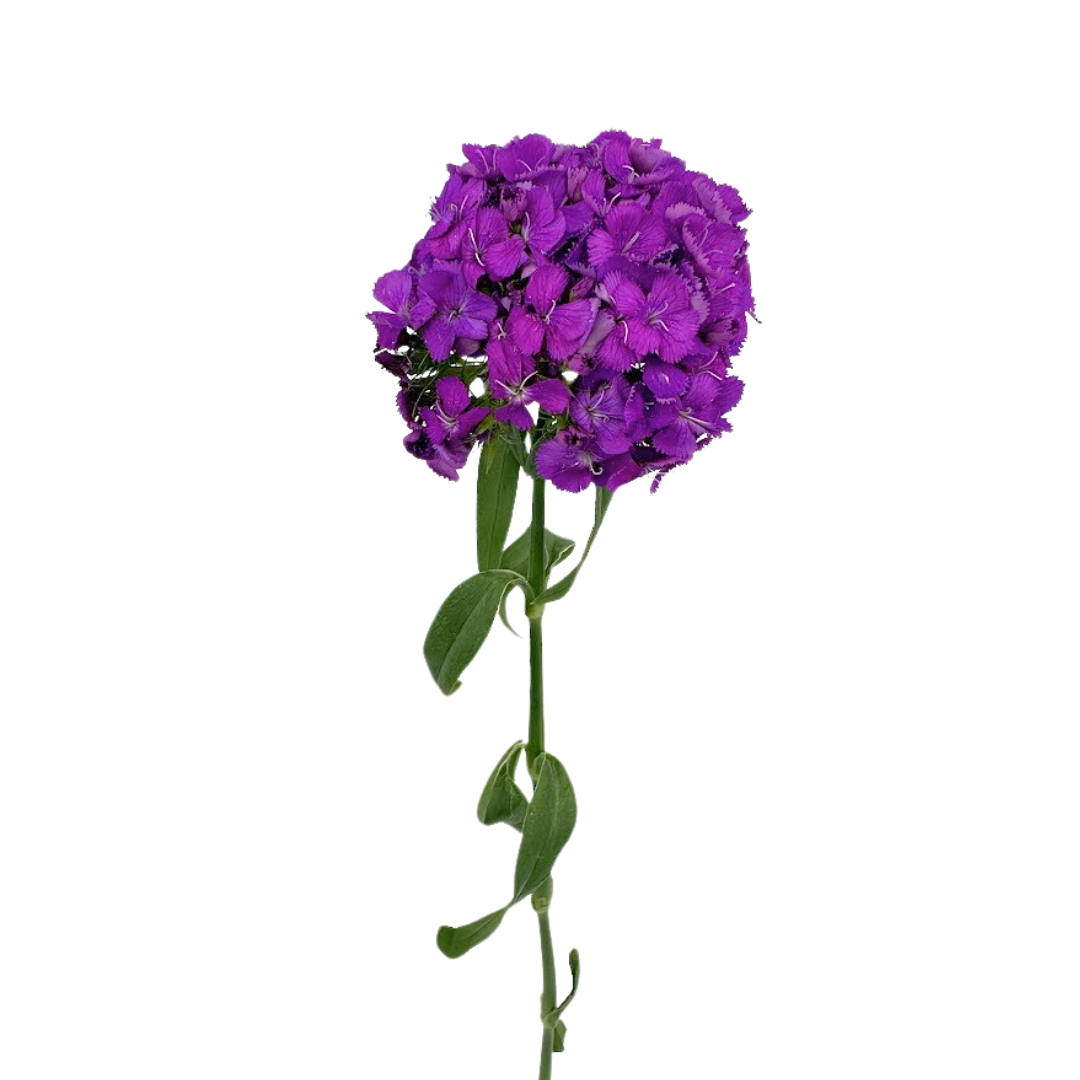 Dianthus