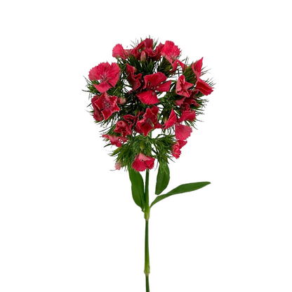 Dianthus