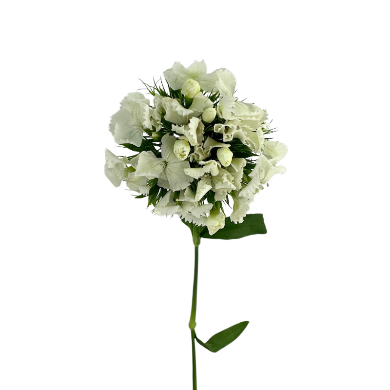 Dianthus