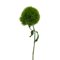 Dianthus Green Ball (10 Stems)