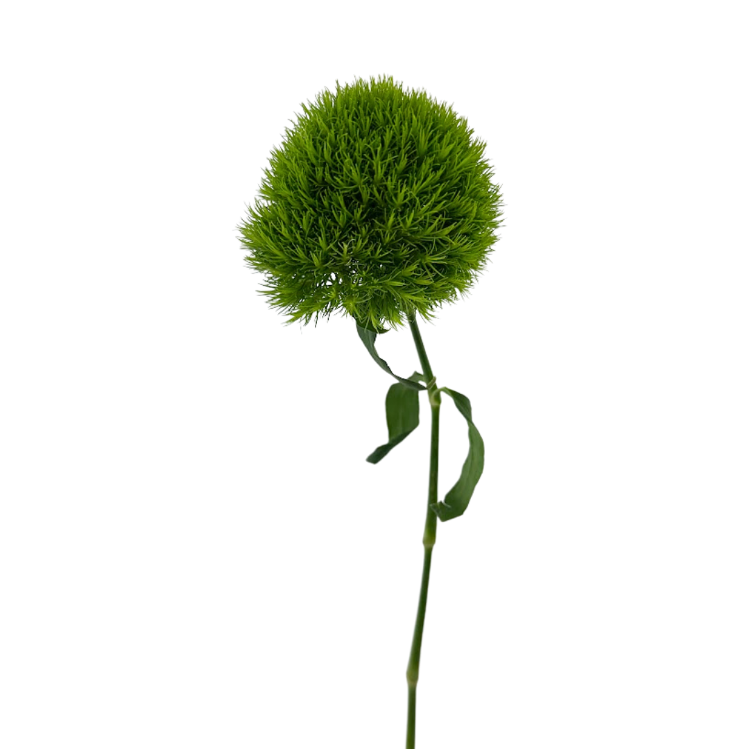 Dianthus Green Ball (10 Stems)