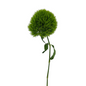 DIANTHUS GREEN BALL (10 STEM BUNCH)