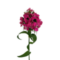 Dianthus Dark Pink (10 Stems)