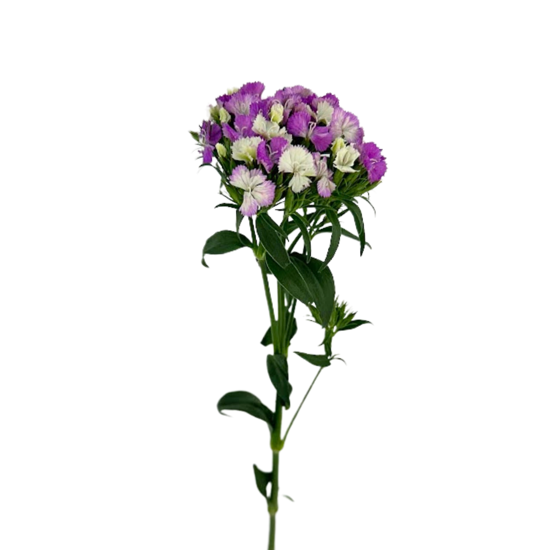 Dianthus Pink Bicolor