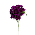 Dianthus Dark Purple (10 Stems)