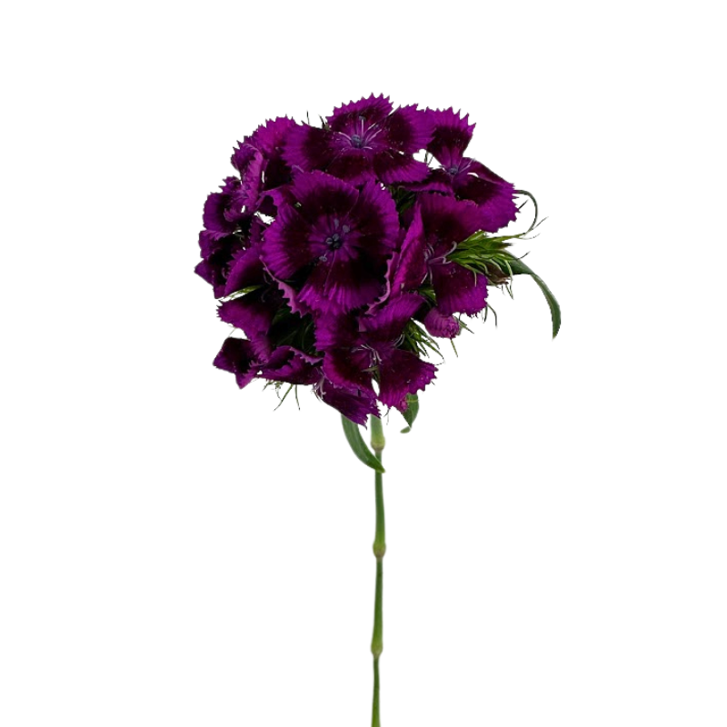 Dianthus Purple (10 Stems)