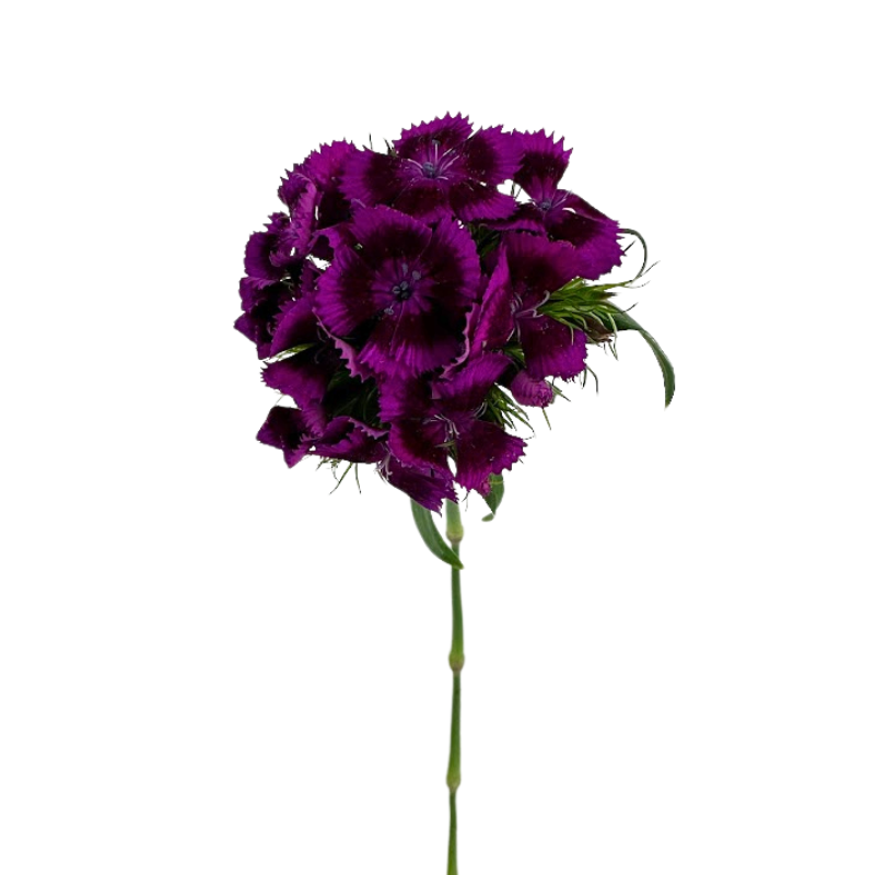 Dianthus Dark Purple (10 Stems)