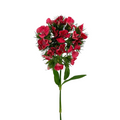 Dianthus Red (10 Stems)
