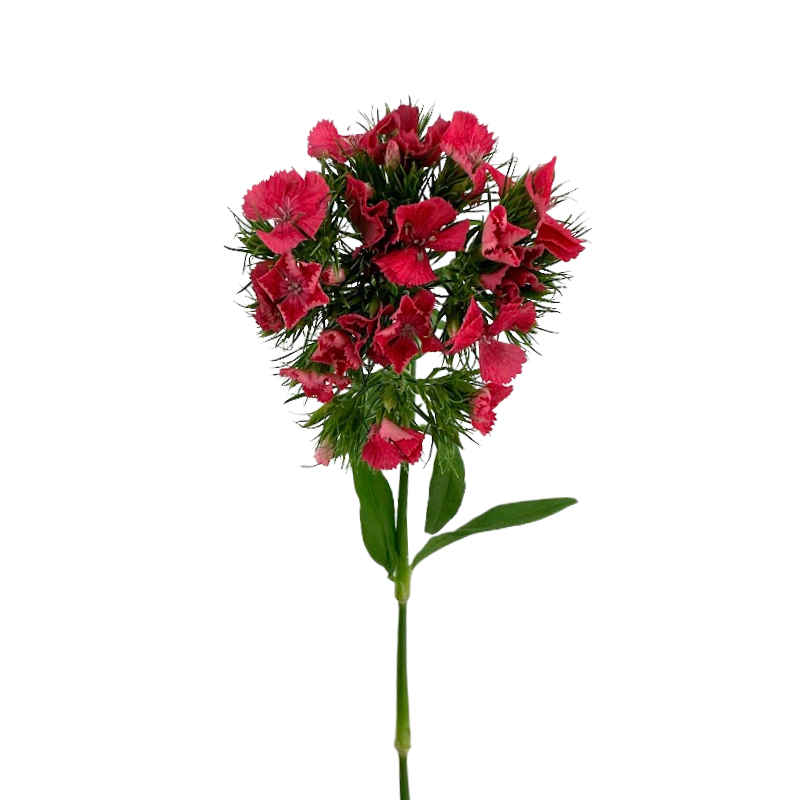 Dianthus Red (10 Stems)