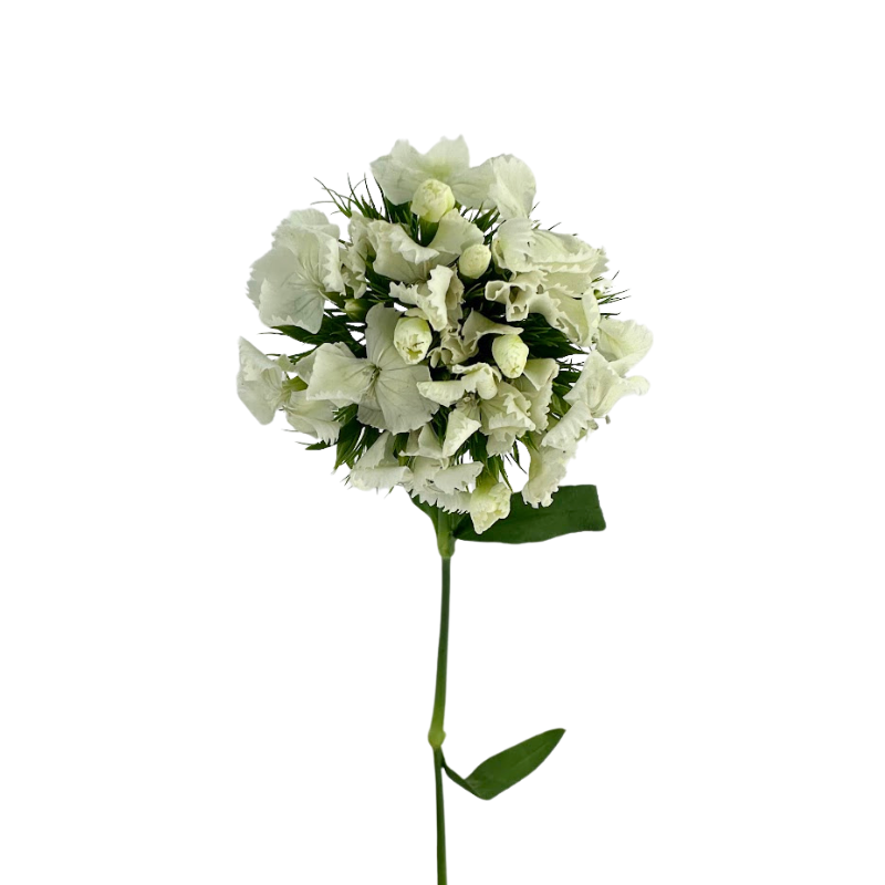 Dianthus White (10 Stems)