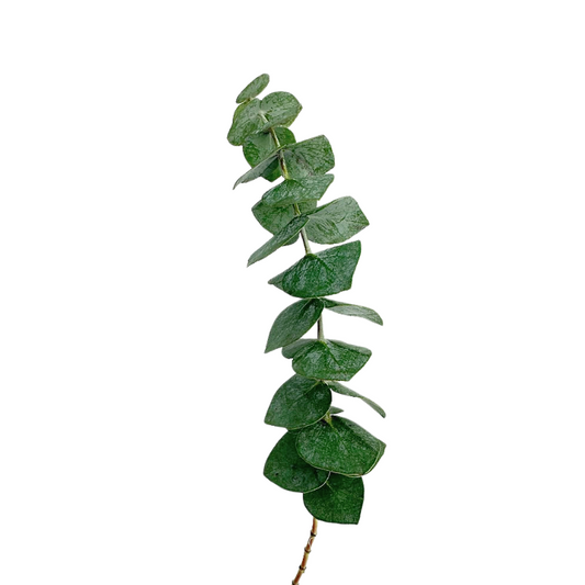 EUCALYPTUS FOLIAGE