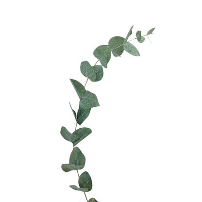 Eucalyptus Foliage