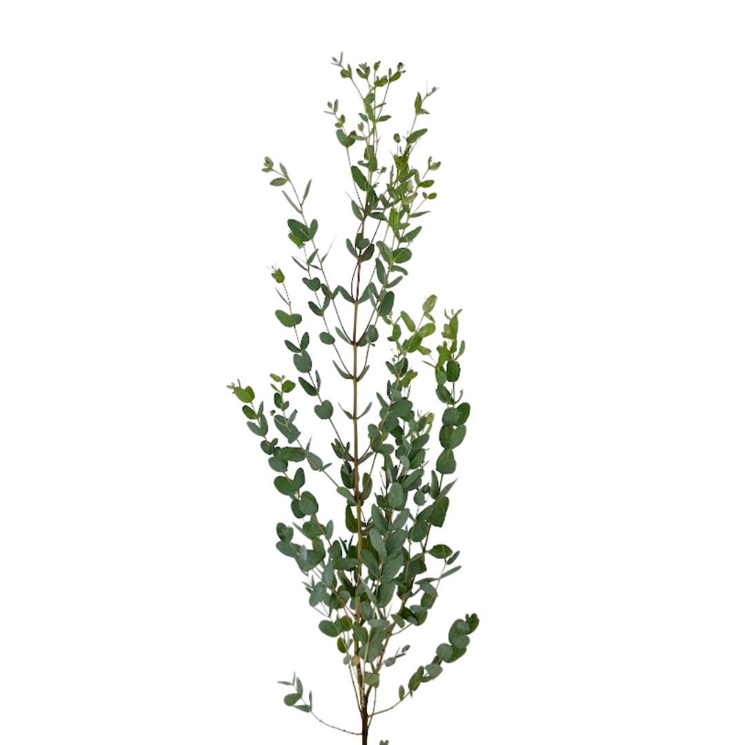 Eucalyptus Foliage