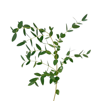 Eucalyptus Foliage