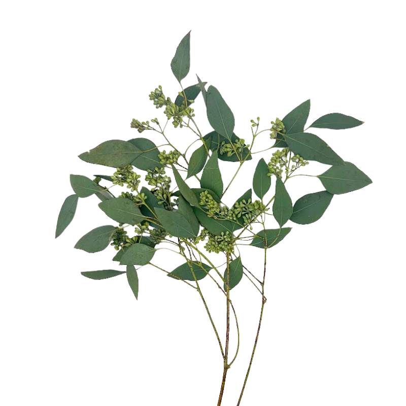 Eucalyptus Foliage