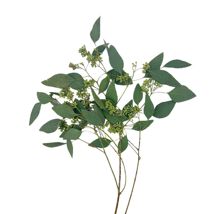 Eucalyptus Foliage