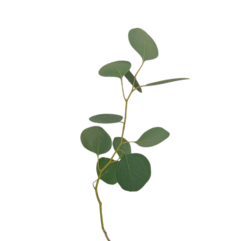 Eucalyptus Foliage