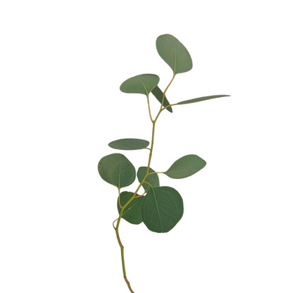 Eucalyptus Foliage