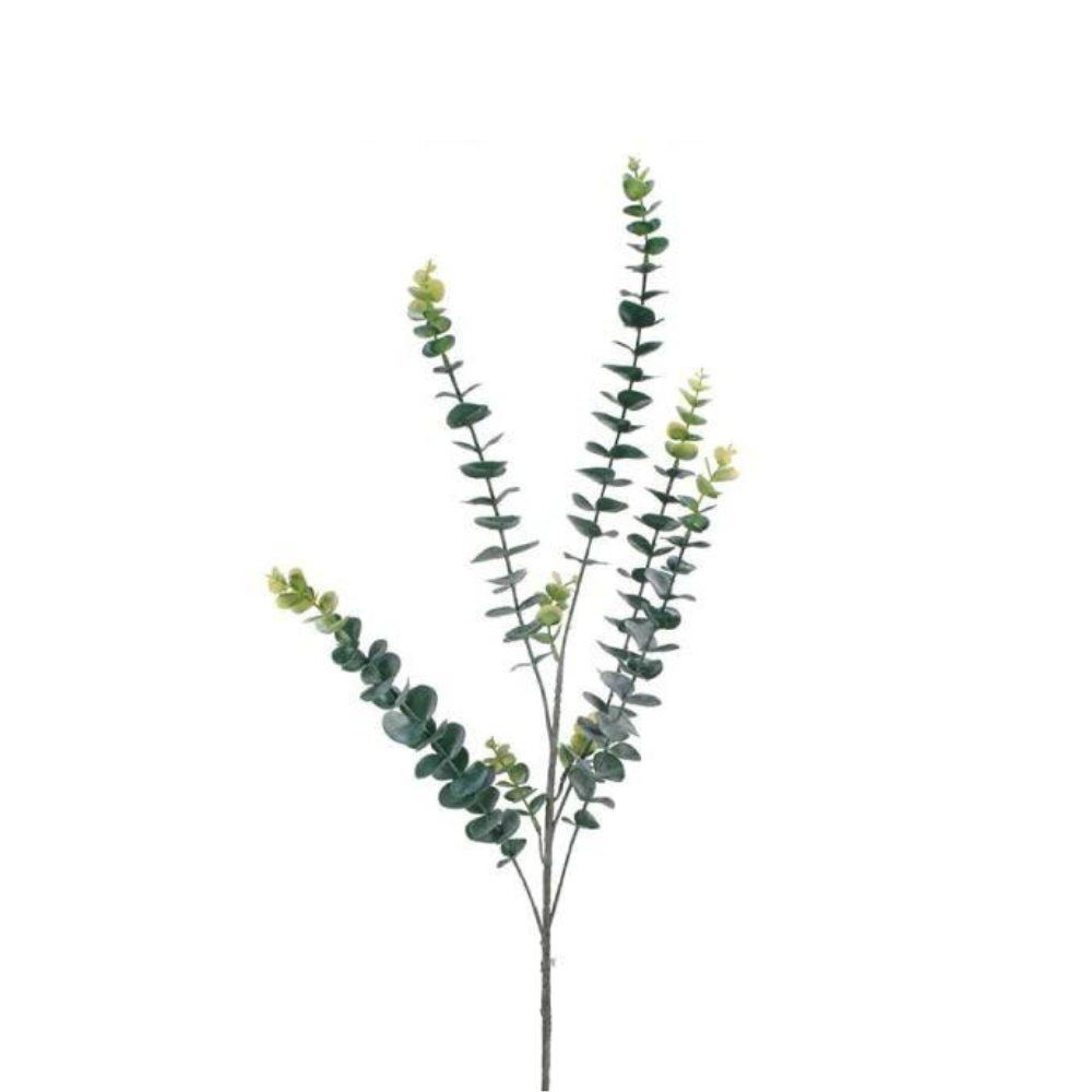 Eucalyptus Foliage