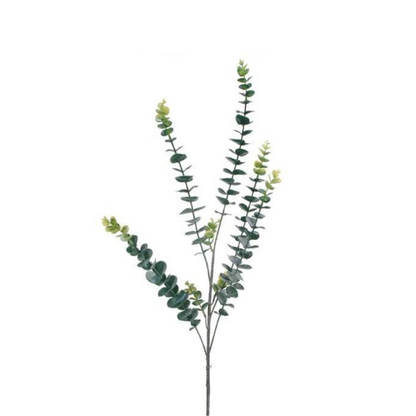 Eucalyptus Foliage