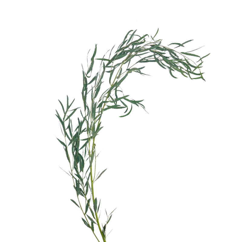 Eucalyptus Foliage