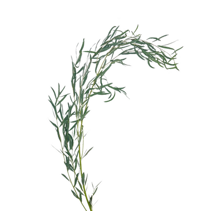 Eucalyptus Foliage