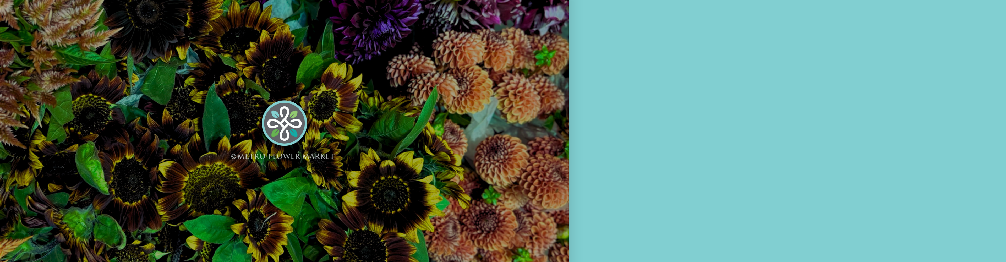 Bunches of locally grown autumn flowers on their way to the florist. The flowers include fall sunflowers, orange and purple dahlias, and peach celosia.