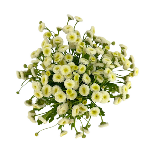 Feverfew