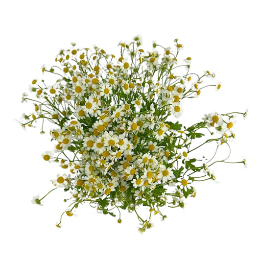 Feverfew