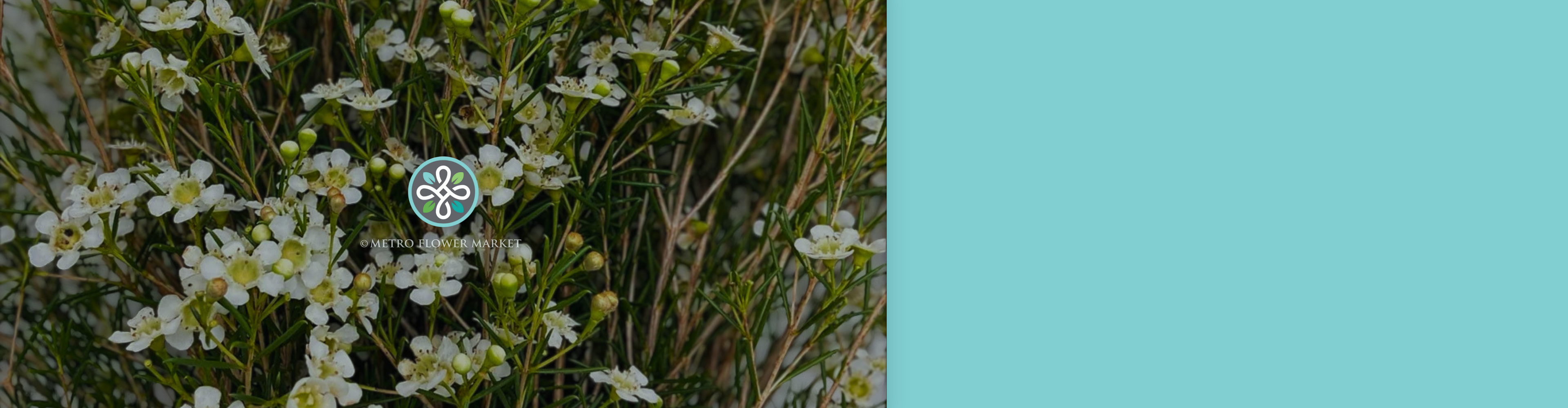 Closeup image of a bunch of white waxflower against a light background.