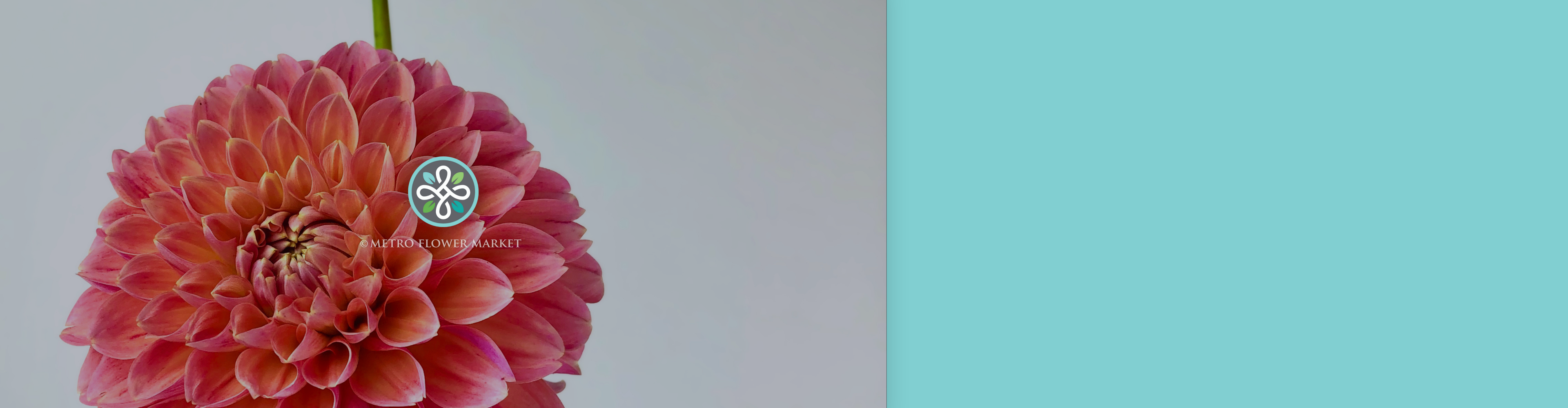 A closeup image of a single peachy-coral dahlia bloom on a plain background with the MFM logo overlayed.