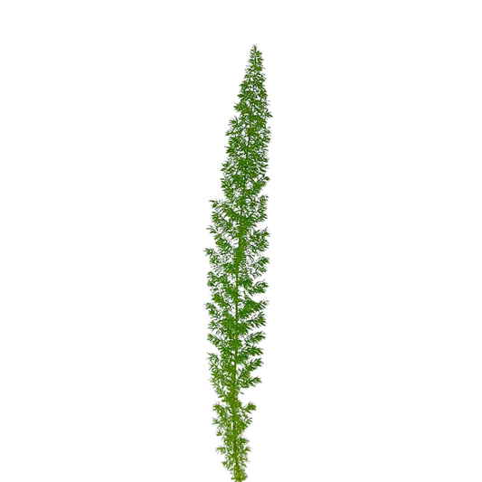FOXTAIL