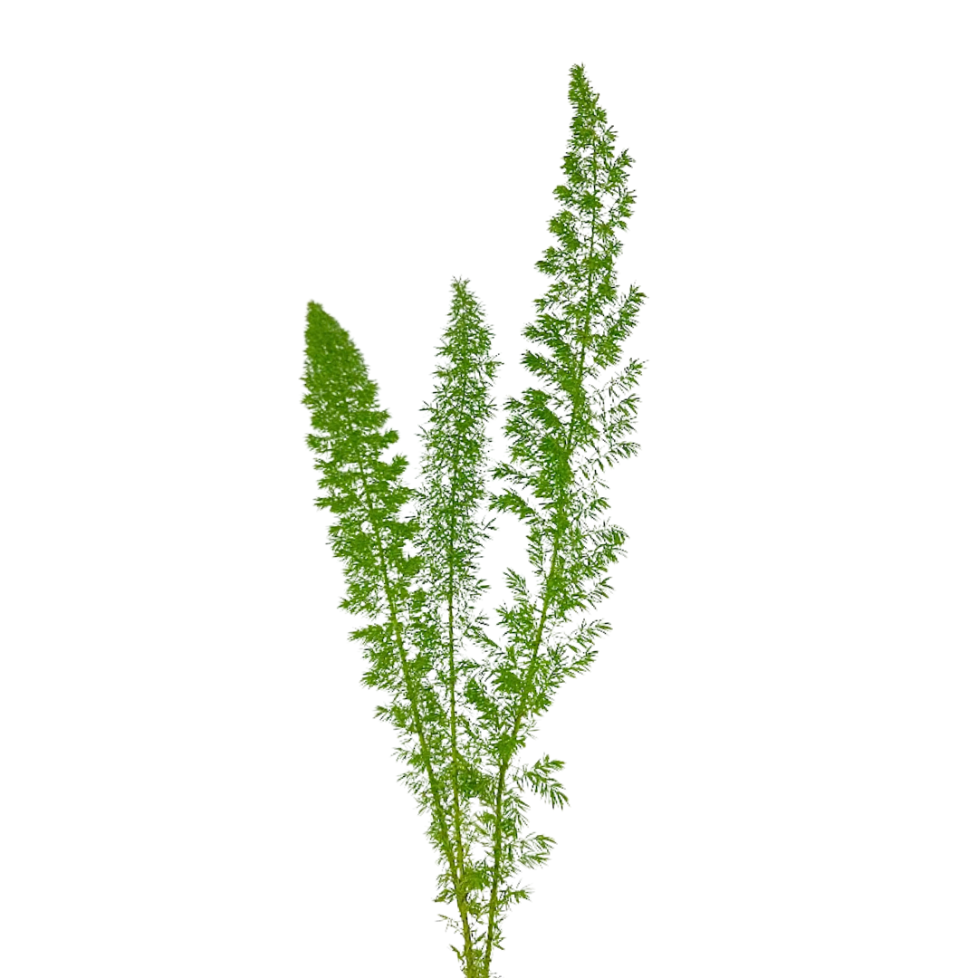 FOXTAIL