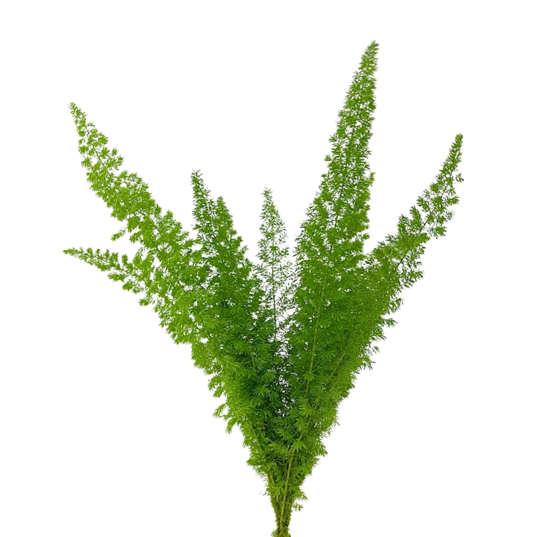 FOXTAIL
