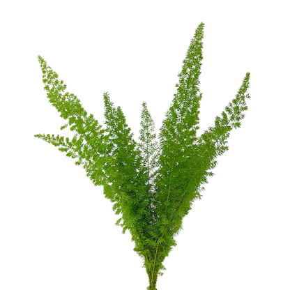 FOXTAIL