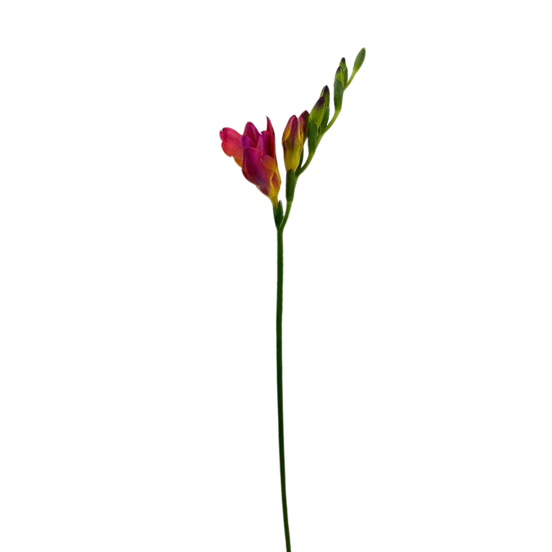 Freesia