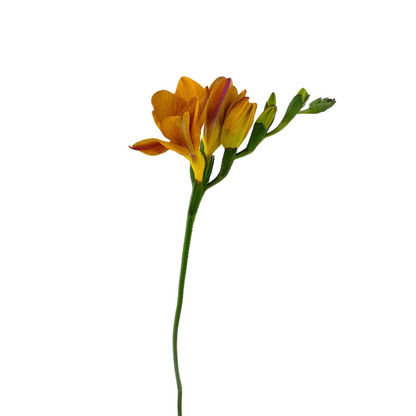 Freesia