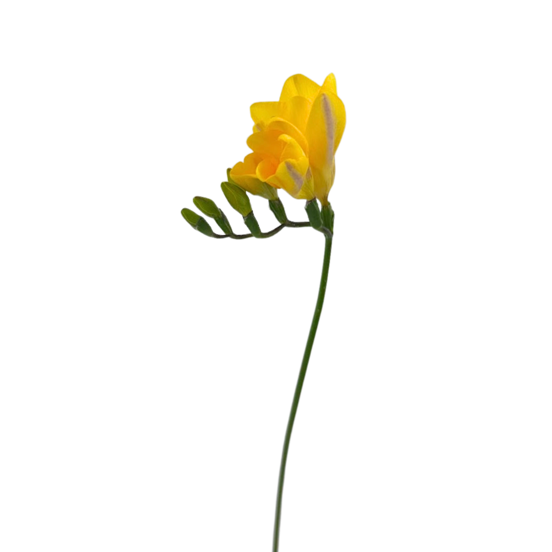 Freesia