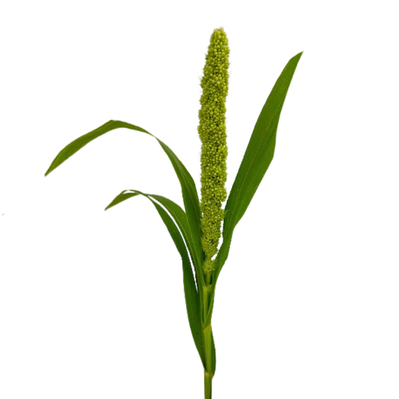 Fresh Millet