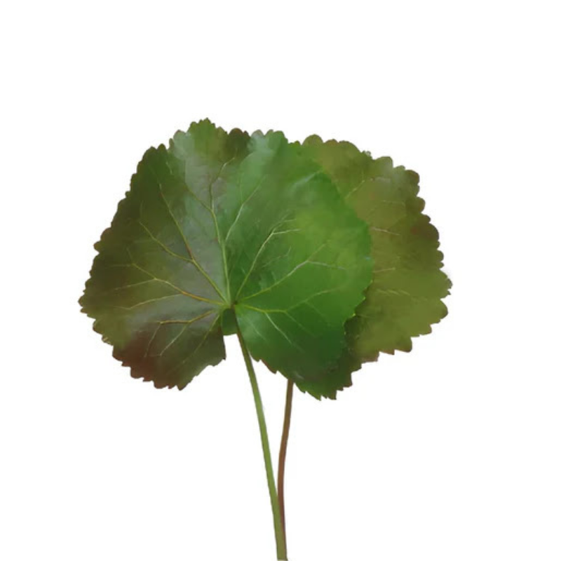 Galax Leaf