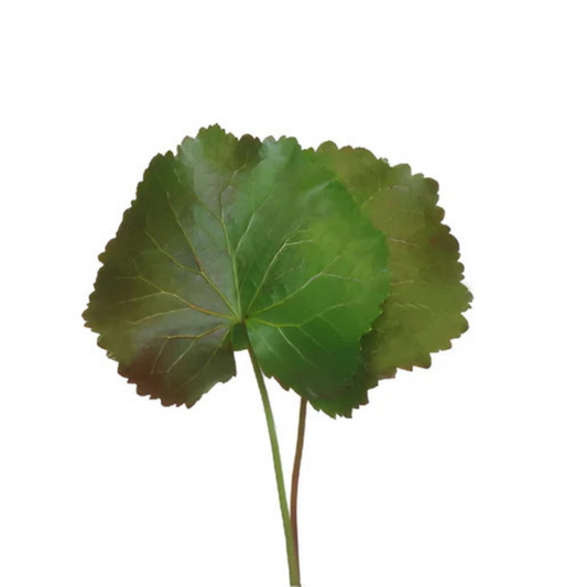 GALAX LEAF