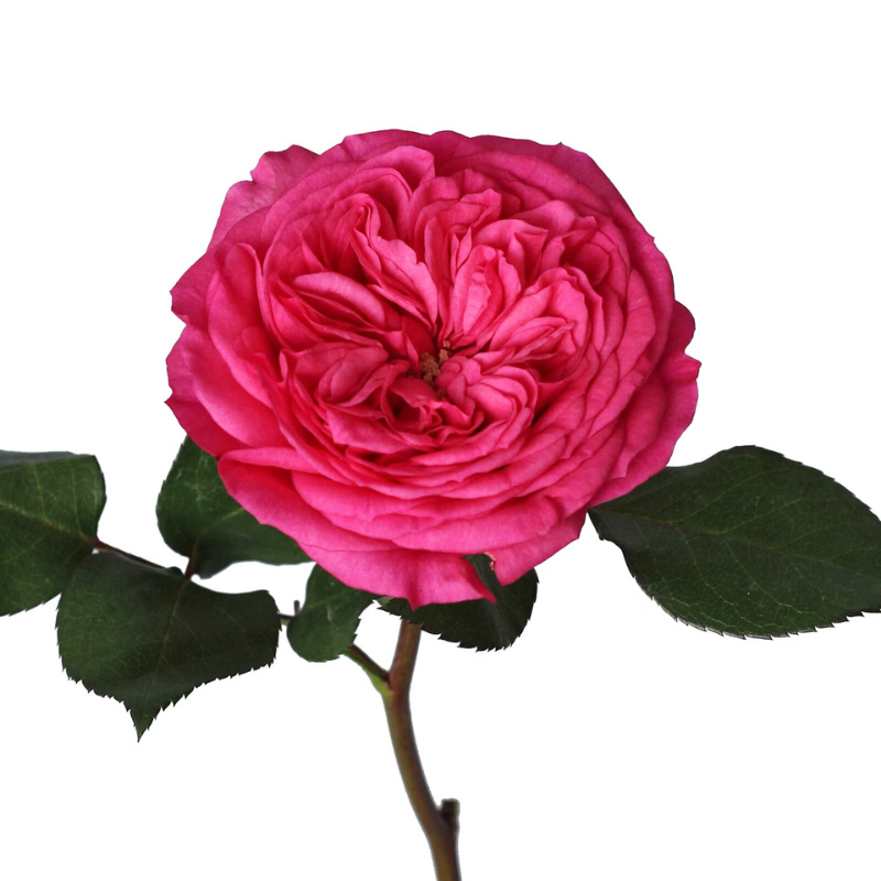 ROSE, GARDEN