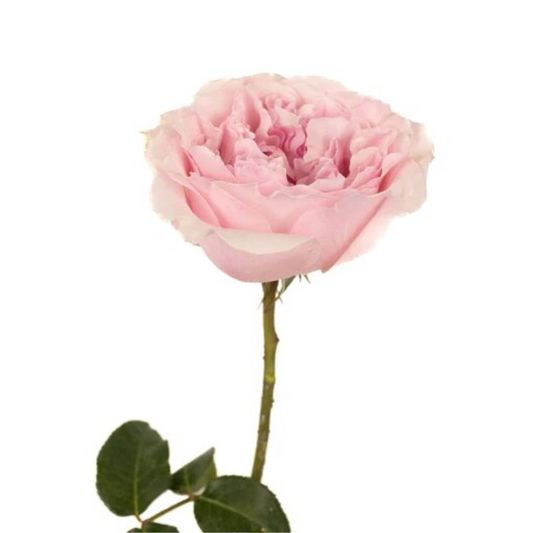 Rose, Garden