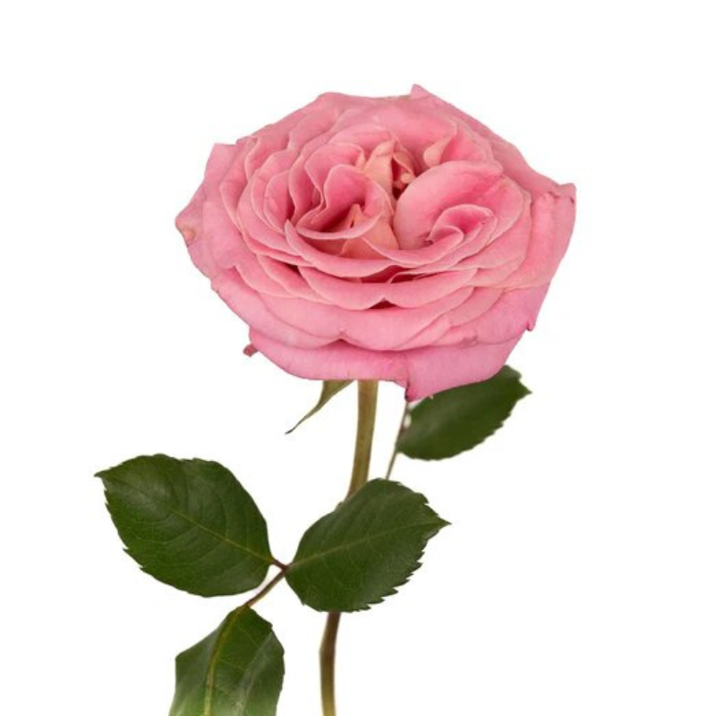 ROSE, GARDEN