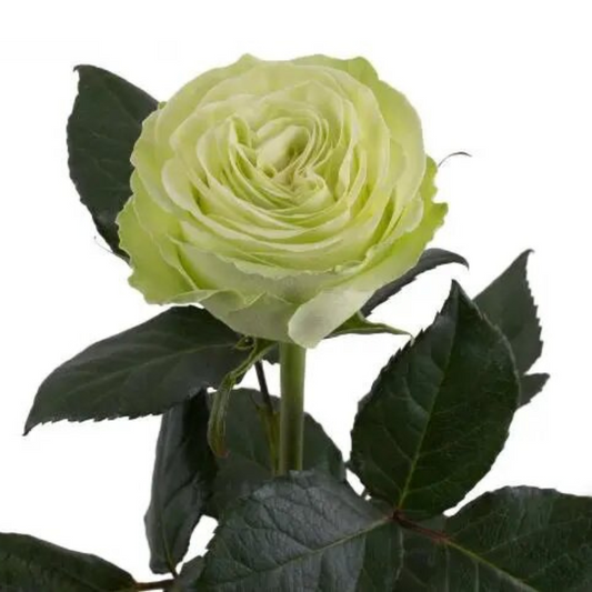 Rose, Garden
