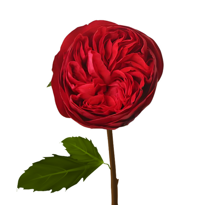 Rose, Garden