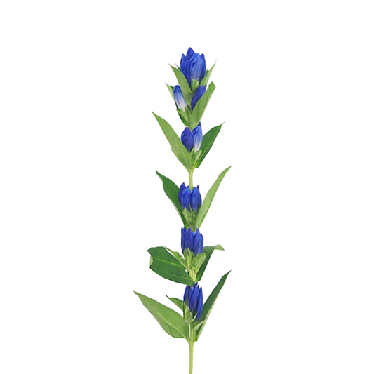 GENTIANA