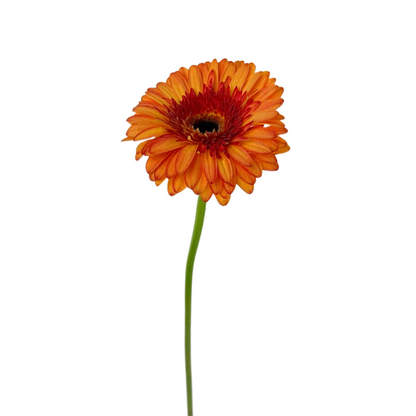 GERBERA DAISY, BICOLOR