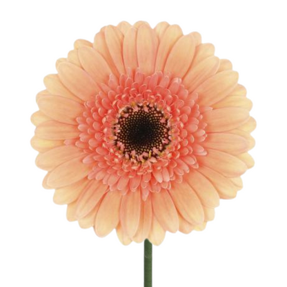Gerbera Daisy, Dark Center