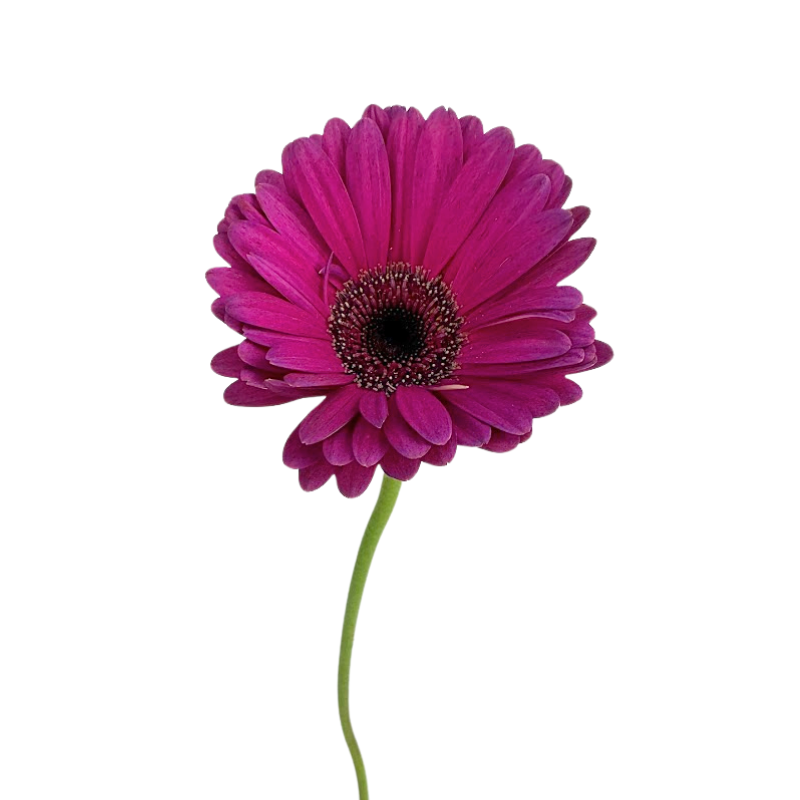 Gerbera Daisy, Dark Center